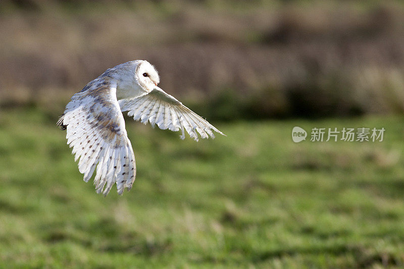 仓鸮(Tyto alba)飞翔